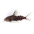 Featherfin Squeaker
