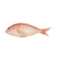 Golden Threadfin Bream