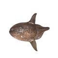 Sharptail Mola
