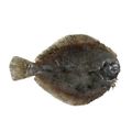Longsnout Flounder