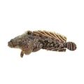 Gulf Toadfish