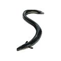 Acned Snake-eel