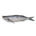 Fresh Sablefish