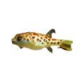 Tetraodon Pustulatus