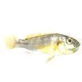 Pseudocrenilabrus Nicholsi