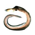 Evips Percinctus