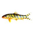 Bengal Loach
