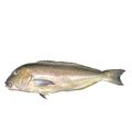 Grey Tilefish
