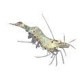 Bay Ghost Shrimp