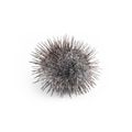 Frozen Sea Urchin