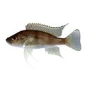 Greenwoodochromis Bellcrossi