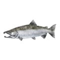 Frozen Whole Pacific Salmon