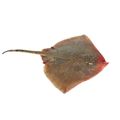 Frozen Skate