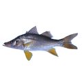 Swordspine Snook