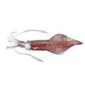 Swordtip Squid