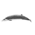 Stejneger's Beaked Whale