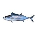 Fresh Pacific Tuna Whole