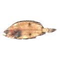 Fourspot Flounder