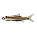 Bigeye Shiner