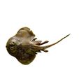 Gurgesiella Atlantica