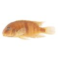 Neetroplus Nematopus