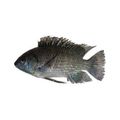 Oreochromis Tanganicae