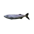 Frozen Oilfish