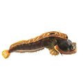 Sarcastic Fringehead