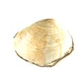 Pacific Horse Clam