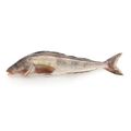 Okhotsk Atka Mackerel