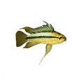 Apistogramma Trifasciata