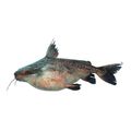 Granulated Catfish