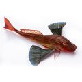 Fresh Gurnard