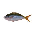 Yellowback Fusilier