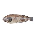 Prowfish
