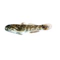 Frillfin Goby