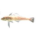 Longfin Icedevil