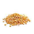 Maize (Corn) Seed