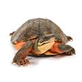 Wattle-necked Softshell Turtle