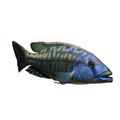 Tyrannochromis Macrostoma