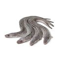 Fresh Whole Eel
