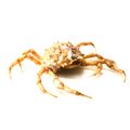 Portly Spider Crab