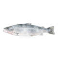 Frozen Salmon