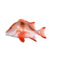 Emperor Red Snapper
