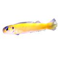 Chameleon Sand Tilefish