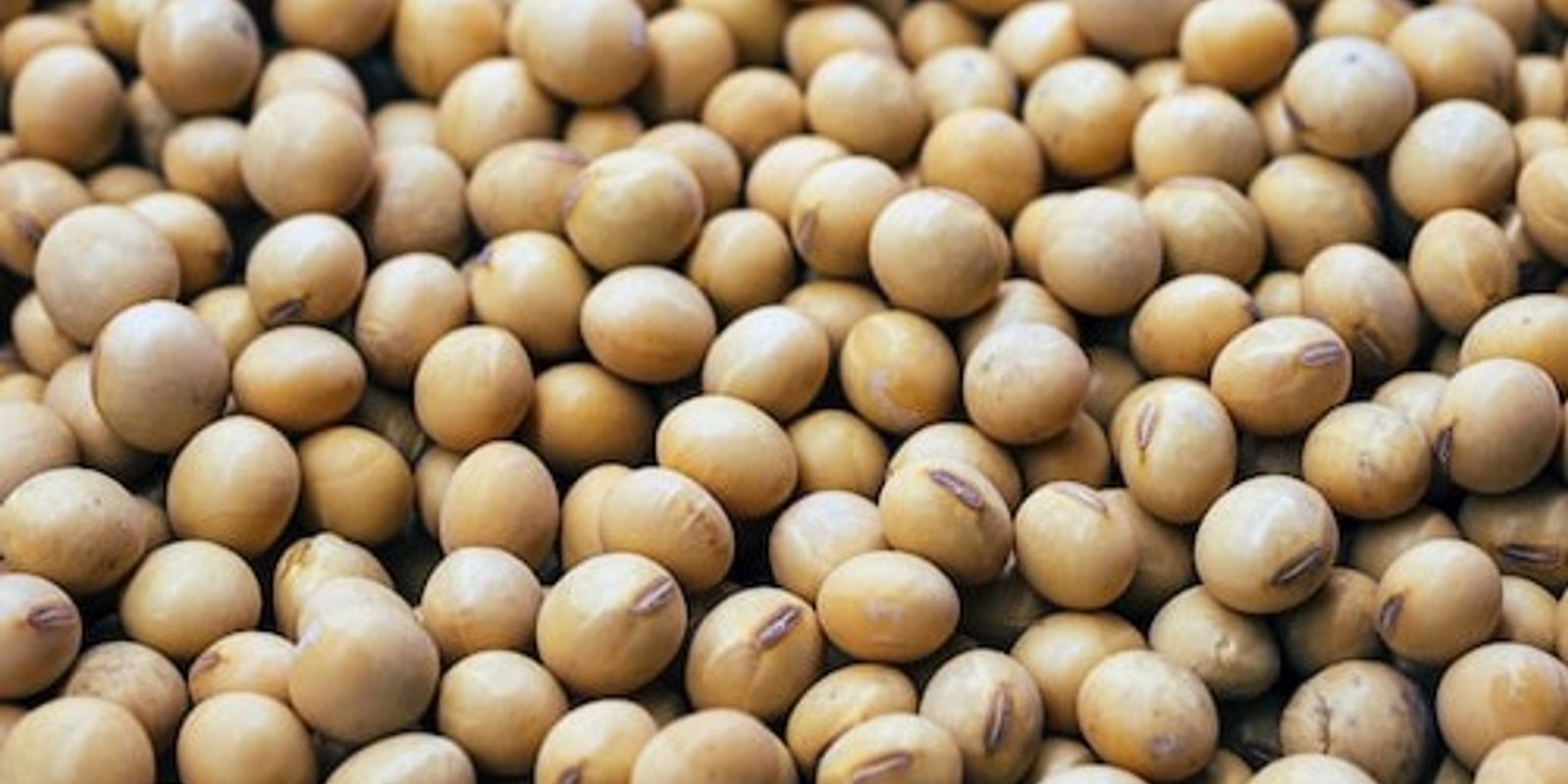 Pakistan Soybean market overview 2023