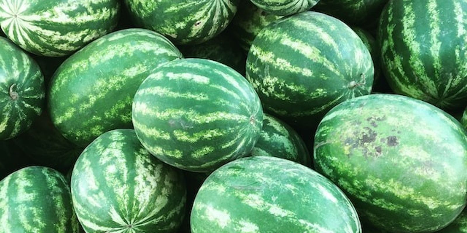 Melon Fruits, variétés, production, saisonnalité