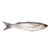 숭어(Grey Mullet)