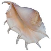 Frozen Conch