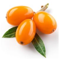 Sea Buckthorn